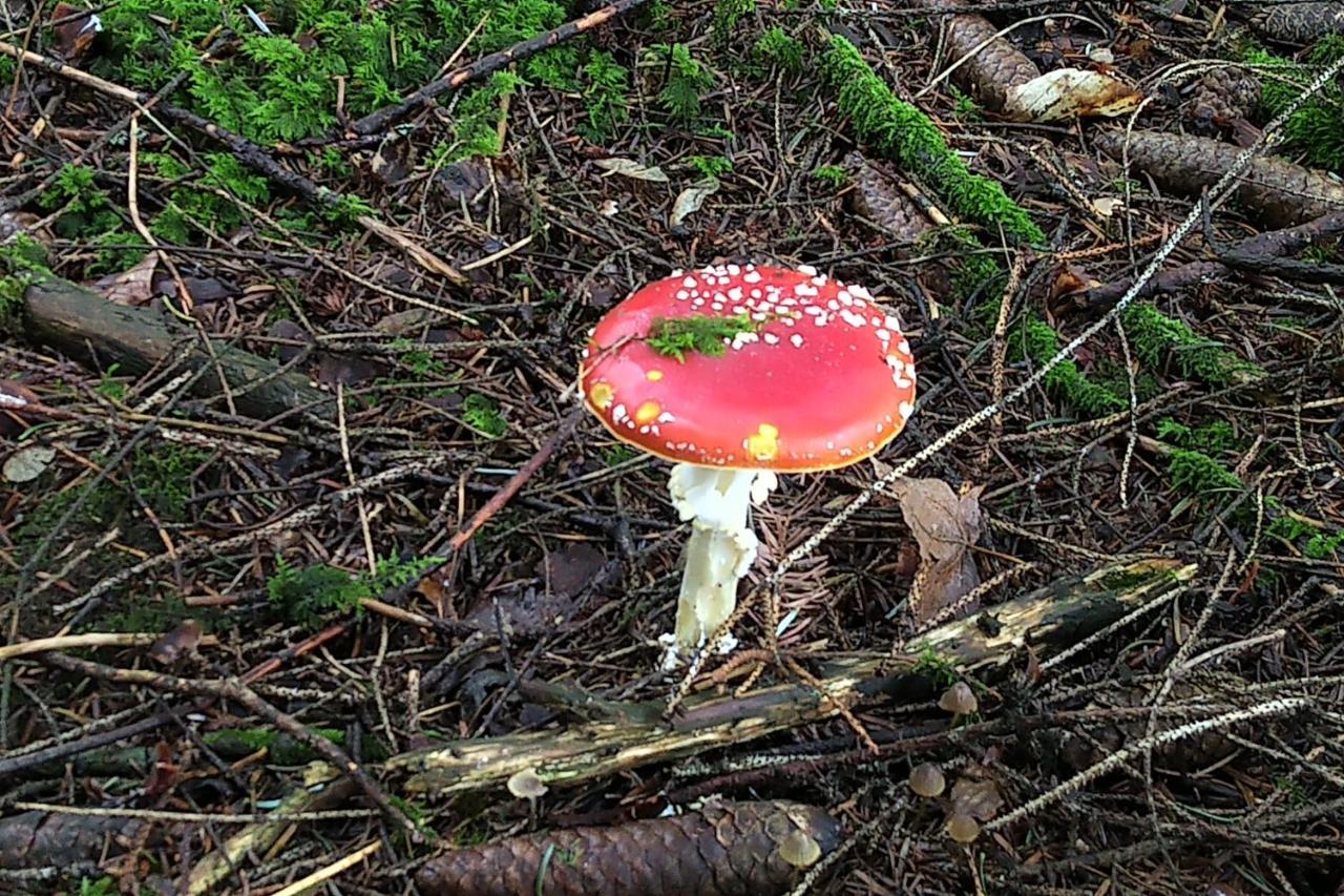 Tiny-Ferienhaeusle Casa Wendy Villa Loßburg Buitenkant foto